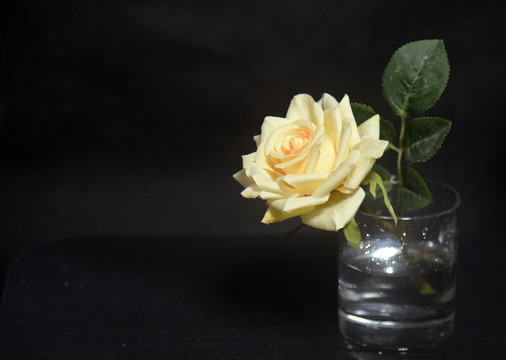 水杯里的蔷薇