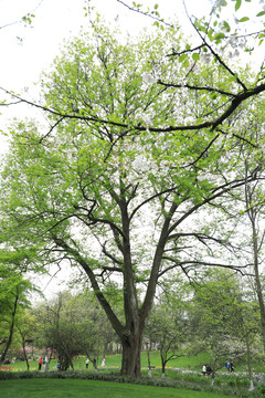 春天公园大树