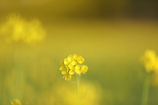 油菜花特写