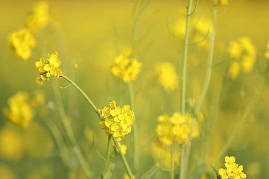 油菜花