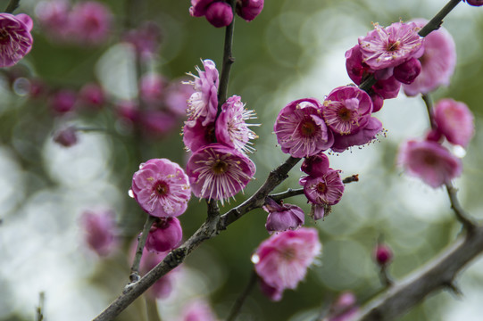 红梅花开