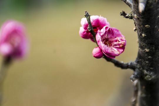 红梅花开