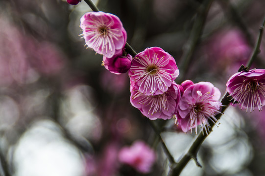 梅花报春