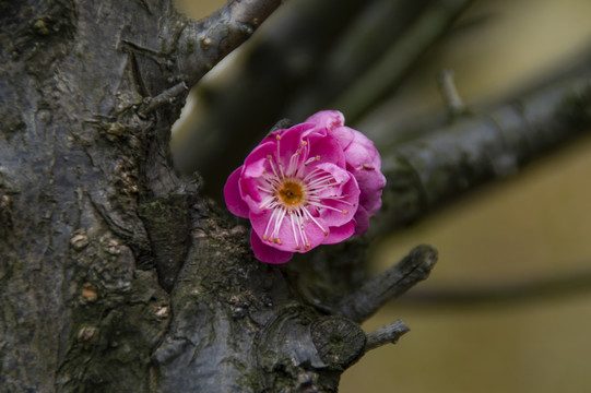 梅花