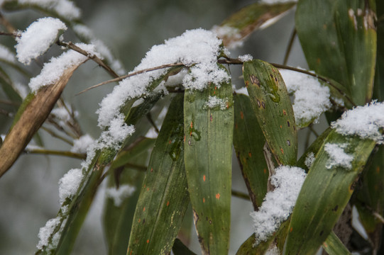 雪中竹叶