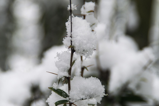 雪中竹叶