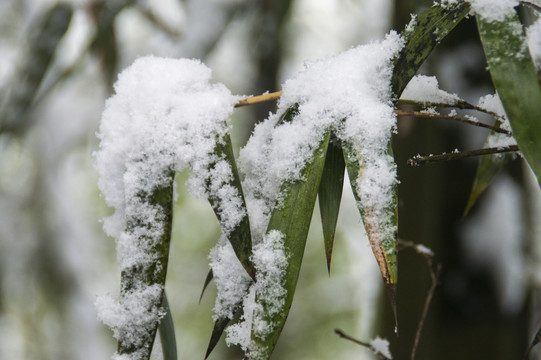 雪中竹叶