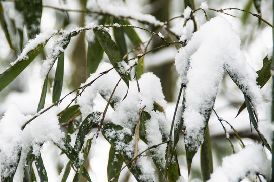 雪中竹叶