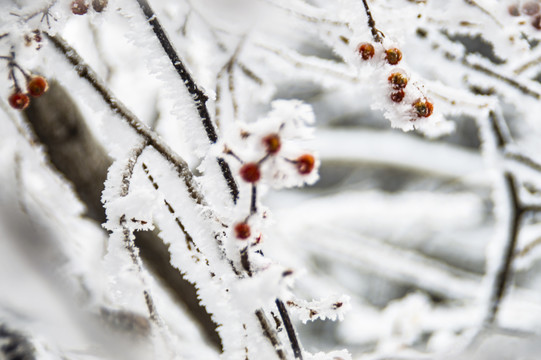 冰雪中的花草果实