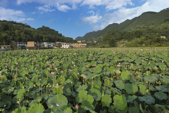 阳光下荷塘花蕾莲蓬