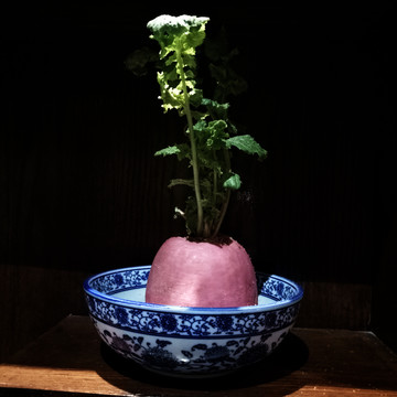 植物