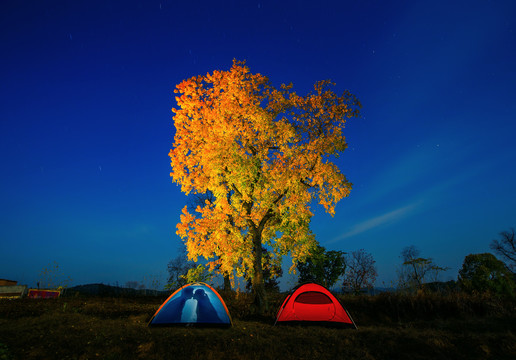 大悟红叶禅意意境蓝调夜景