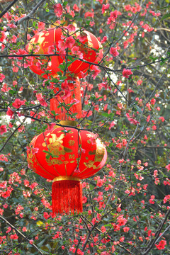红灯笼和海棠花