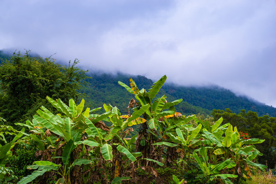 高山芭蕉林