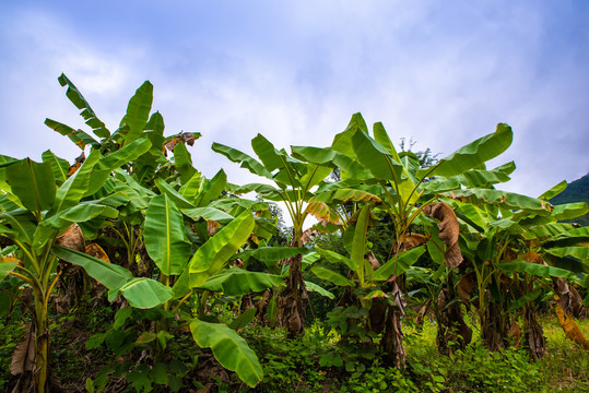 高山芭蕉林