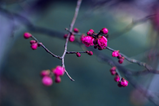 红梅花腊梅