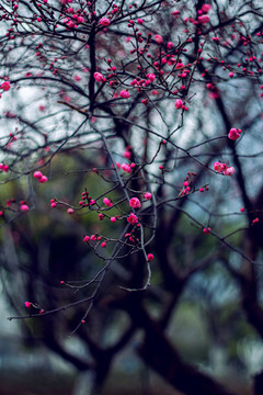梅花腊梅