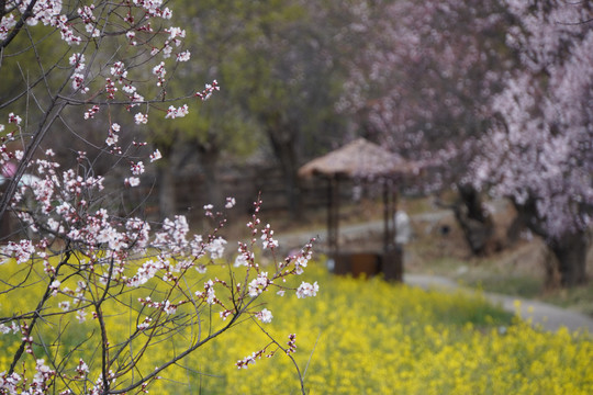 西藏林芝雪山桃花