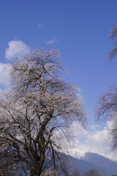 西藏林芝雪山桃花