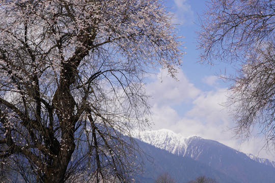 西藏林芝雪山桃花