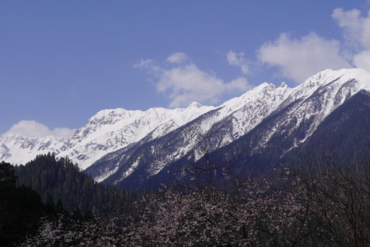 西藏林芝雪山桃花