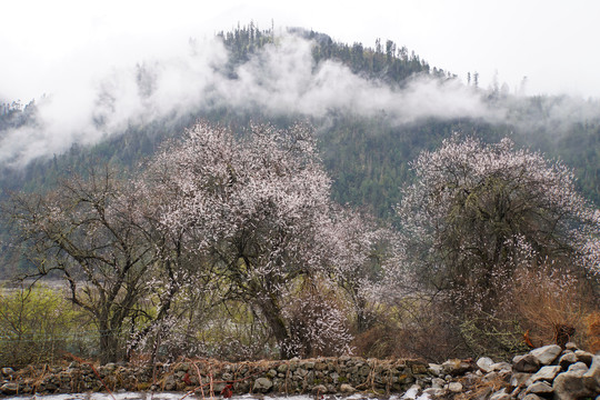 西藏林芝雪山桃花