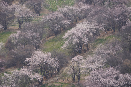 西藏林芝雪山桃花