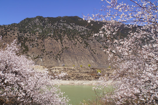 西藏林芝雪山桃花