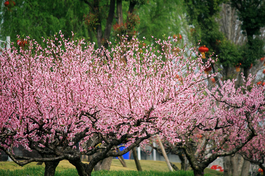 桃花林