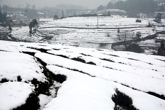 茶山雪景