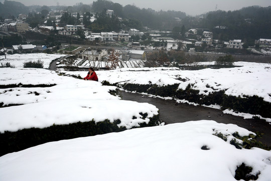 雪后茶园