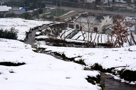 雪后茶园