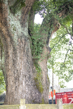 千年老樟树