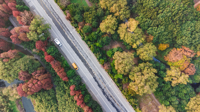 航拍树林中的公路