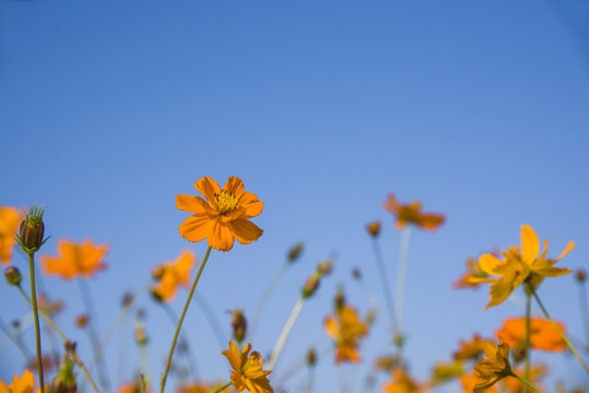 波斯菊