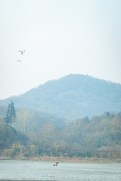 山川飞鸟