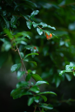 石榴花开