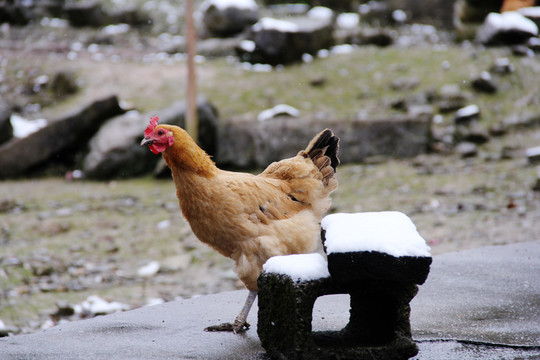 雪地里的母鸡