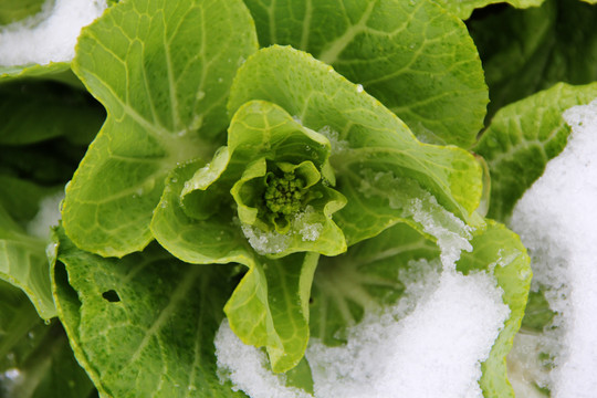 雪地里的大白菜