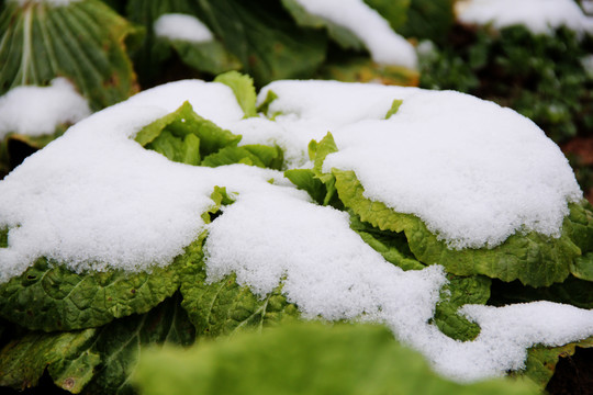 雪地里的大白菜