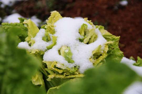 雪地里的大白菜