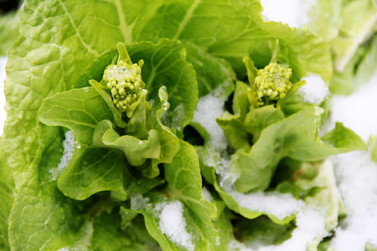 雪地里的大白菜