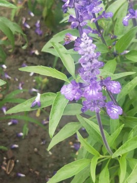 紫色蝴蝶花