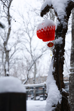 树木积雪