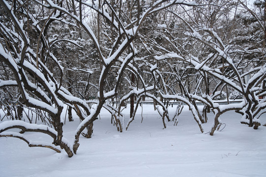 雪后树木