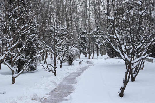 雪中小道