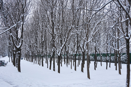 雪后树林