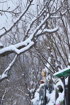 雪后树木