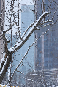 雪后树木