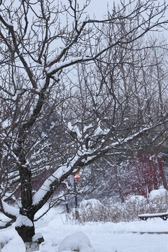 雪后树枝